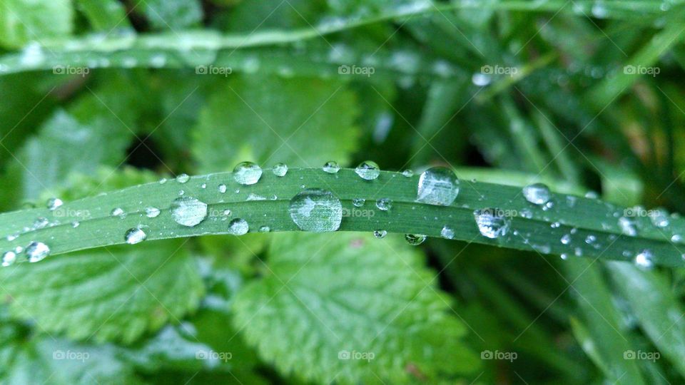 Raindrops on the grass after summer rain 💦💧