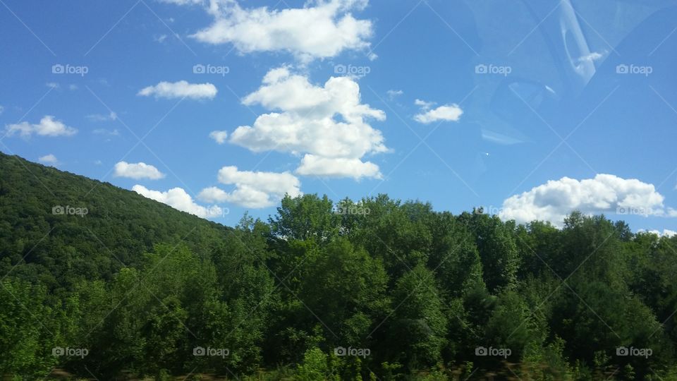 Beautiful Trees in New York