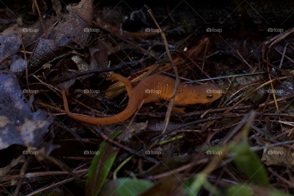 Red Spotted Newt crawling across a damp forest