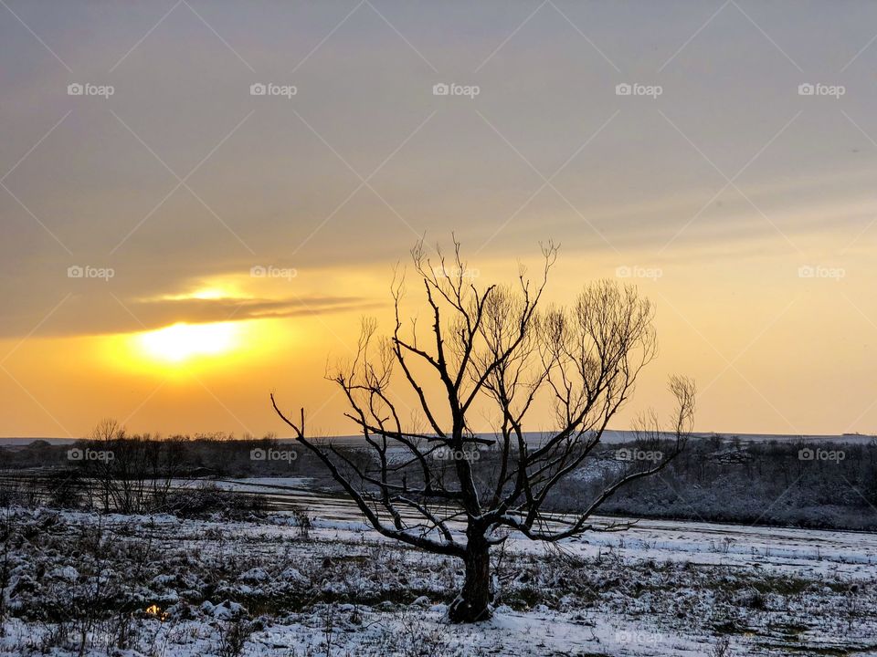 Lonely tree at sunset