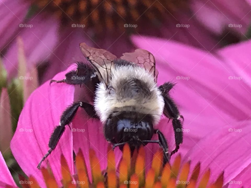 bee, carpenter bee, insect, bug, arthropoda, plants, close-up, flowers, flower, nature