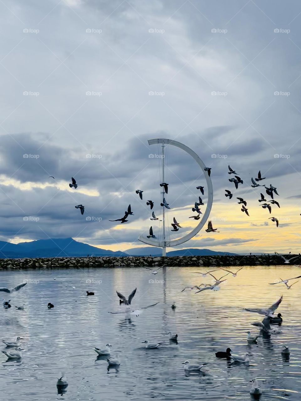 Lake seagulls and other birds flying over Leman lake in Lausanne, Ouchy, Switzerland 