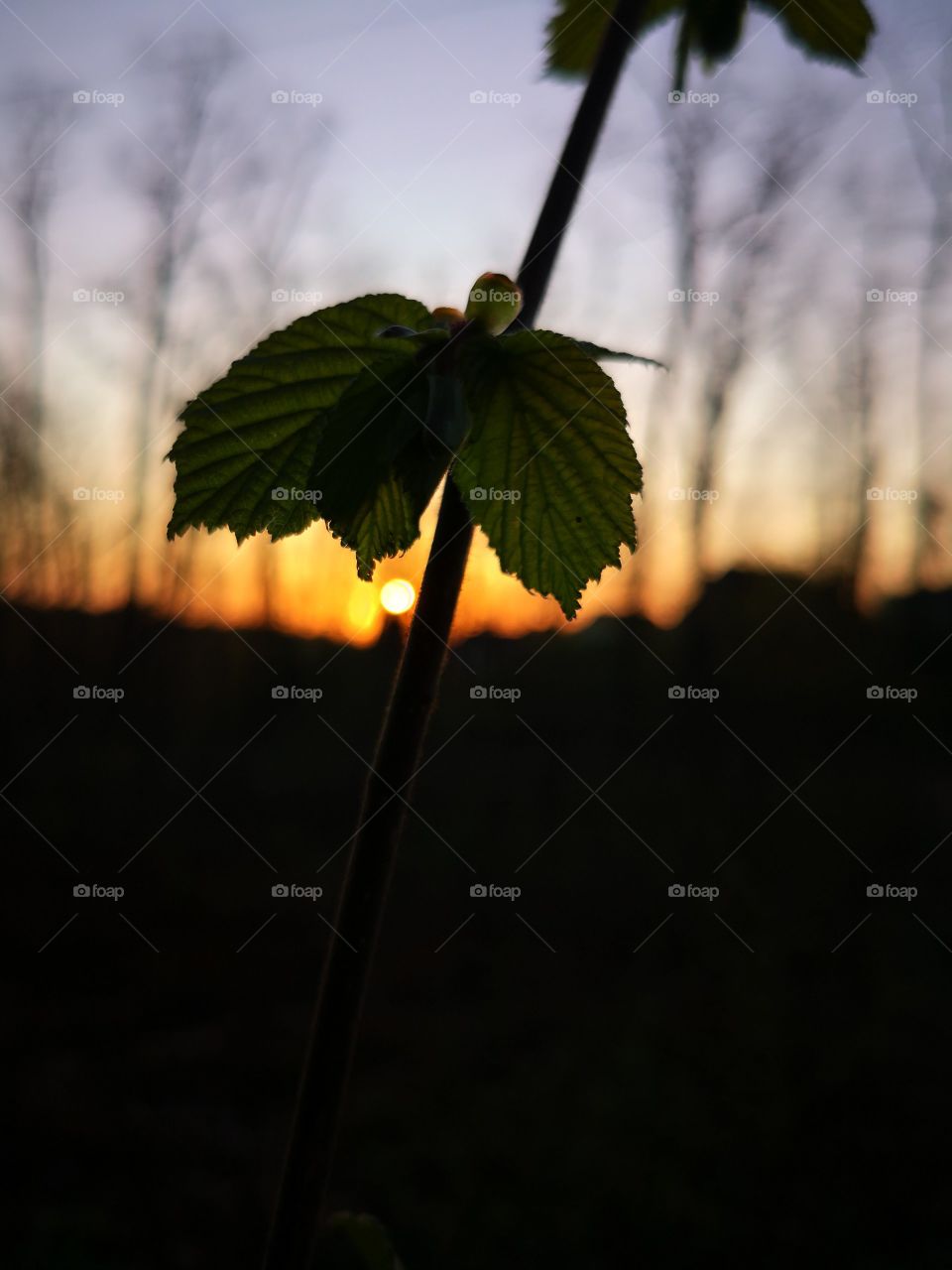 Sunrise in the forest. Poland