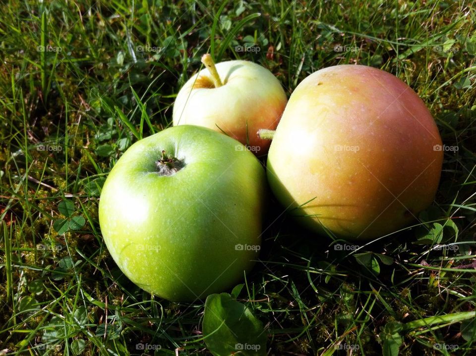 Three apples laying in the grass.