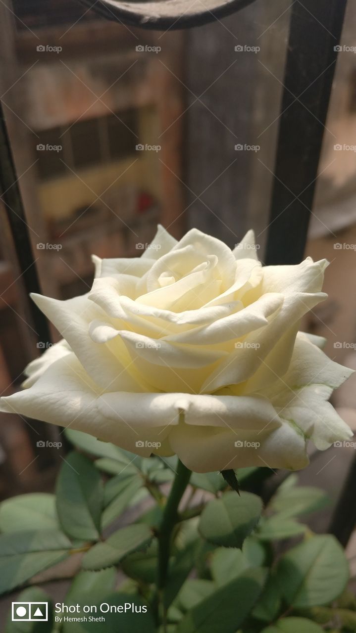 White Rose, beautiful petals