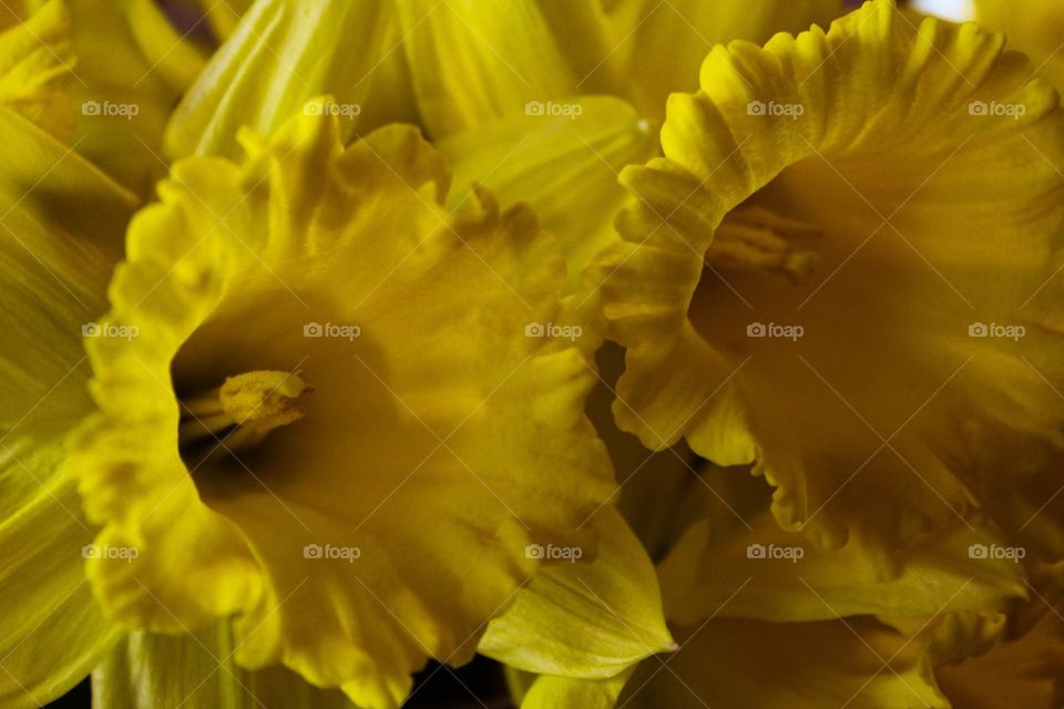 Daffodil bouquet 