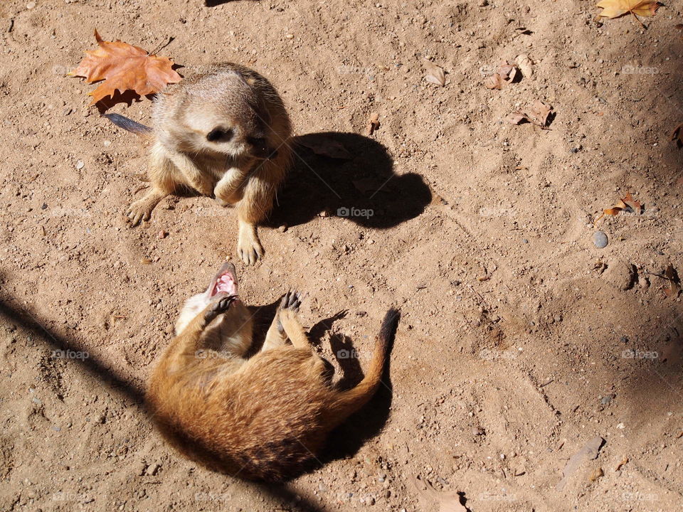 Suricate babies