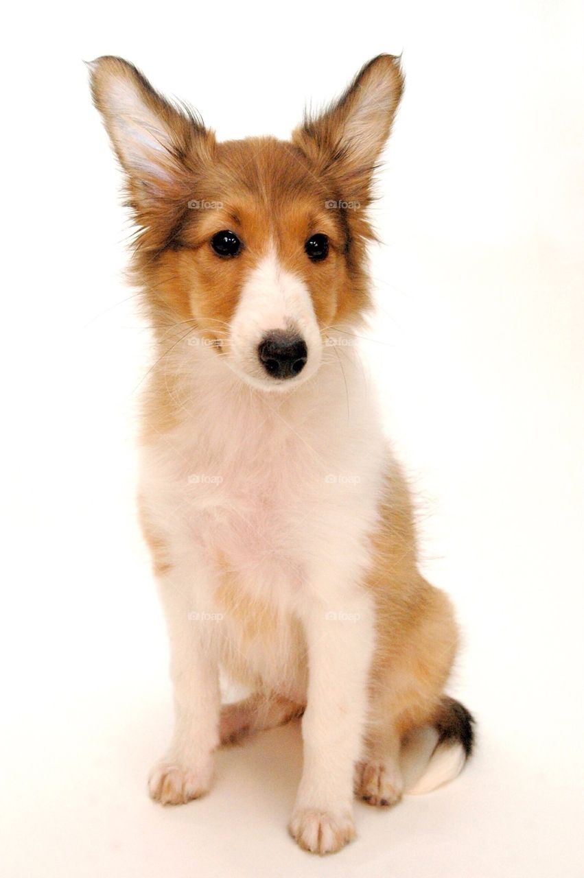 Sheltie