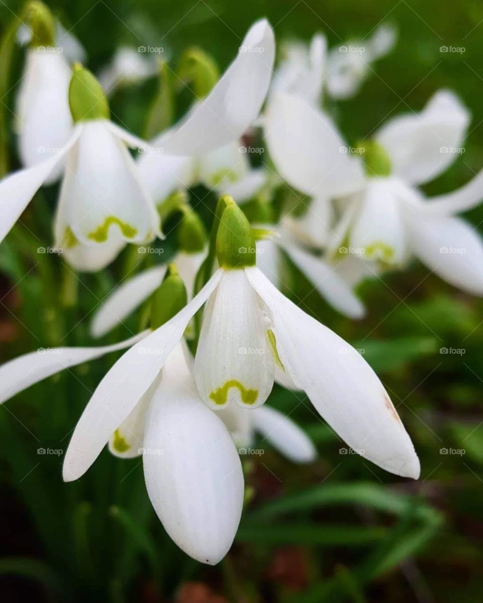 Green and white snow drops flowers in spring