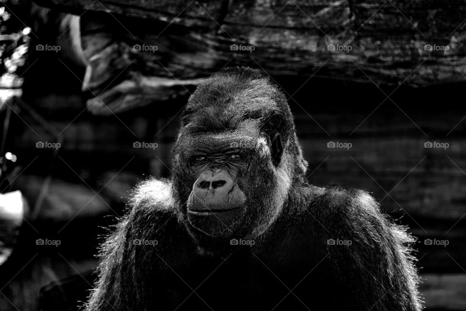 Gorilla portrait 