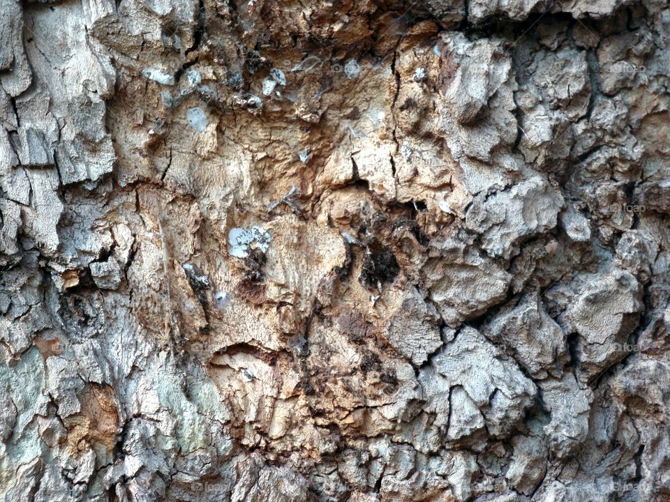 tree bark