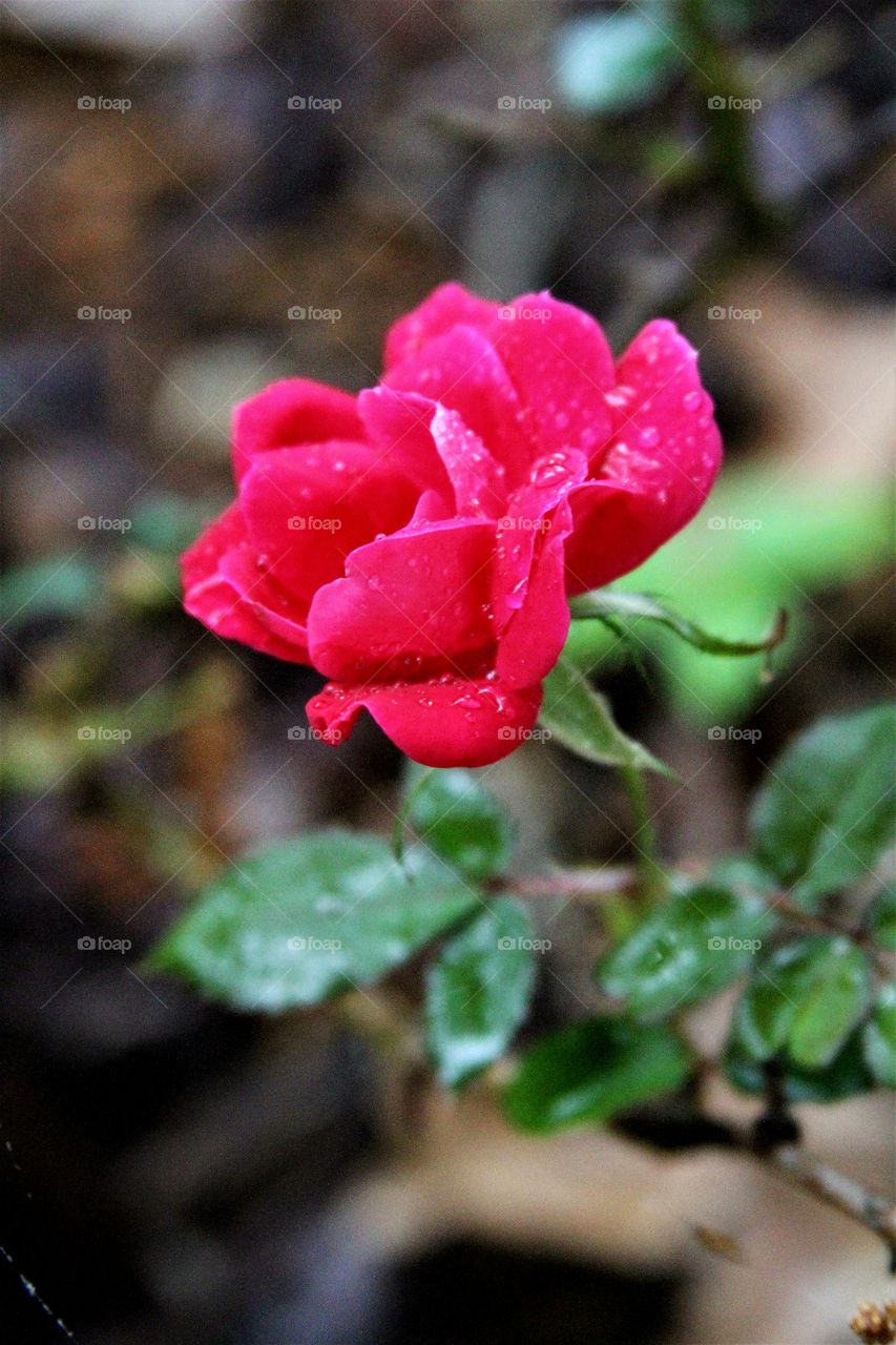 rose in the rain.