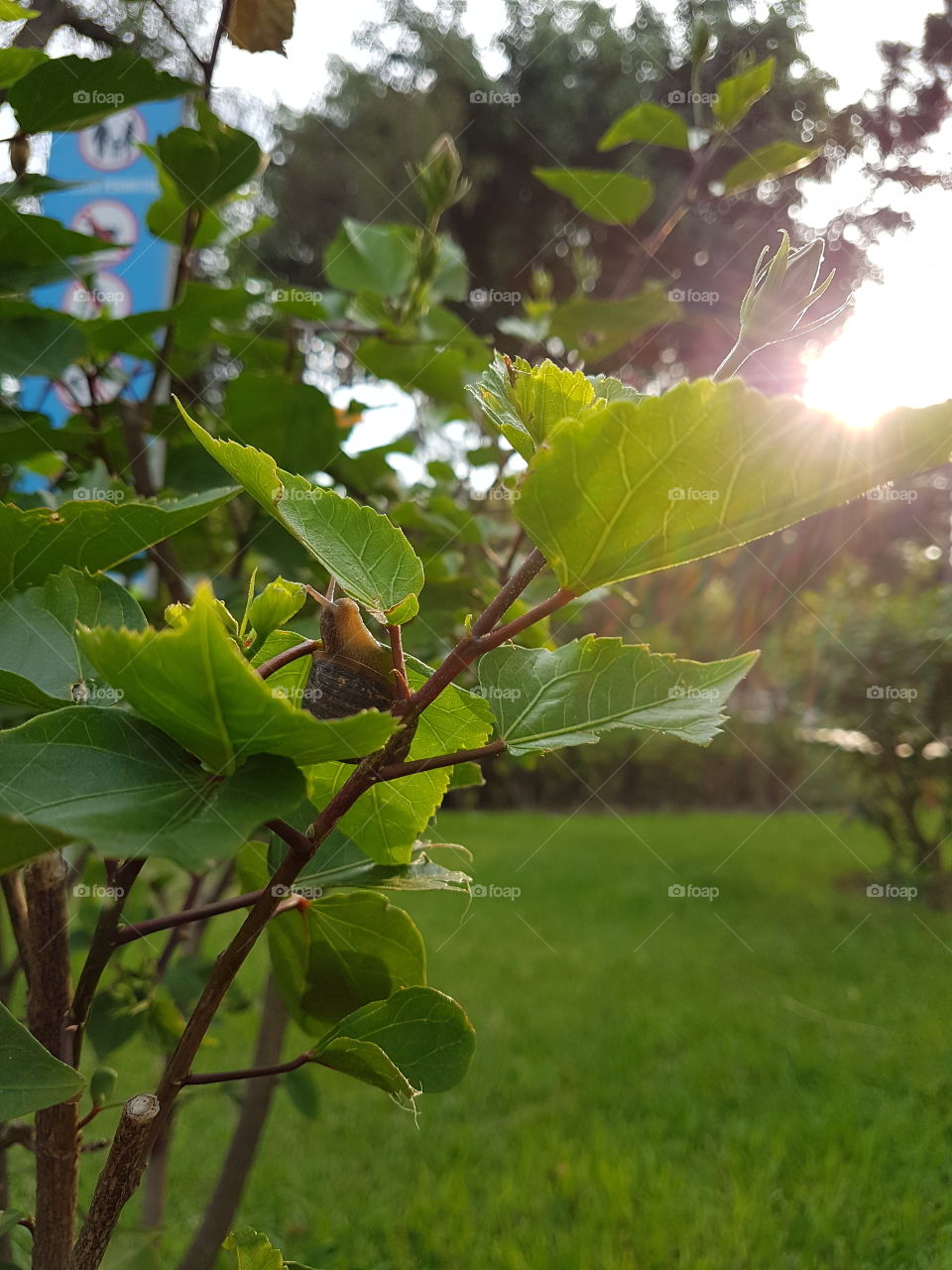 snail and sun