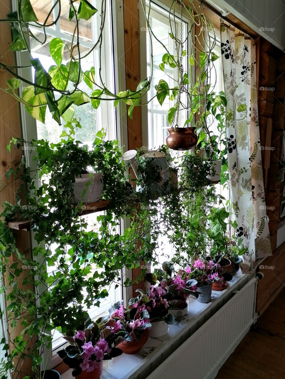 Green plants thrive when they get a lot of light.