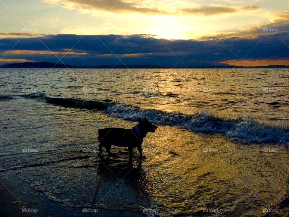 Dog enjoying the beach 