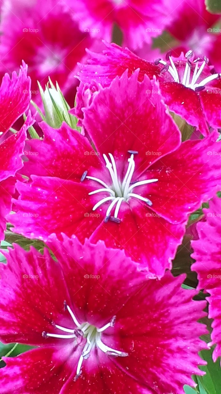 Turkish clove - karanfil