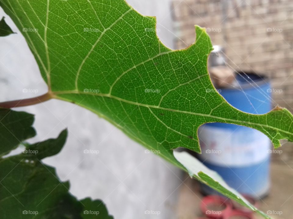 best!plant leaf is so beautiful.