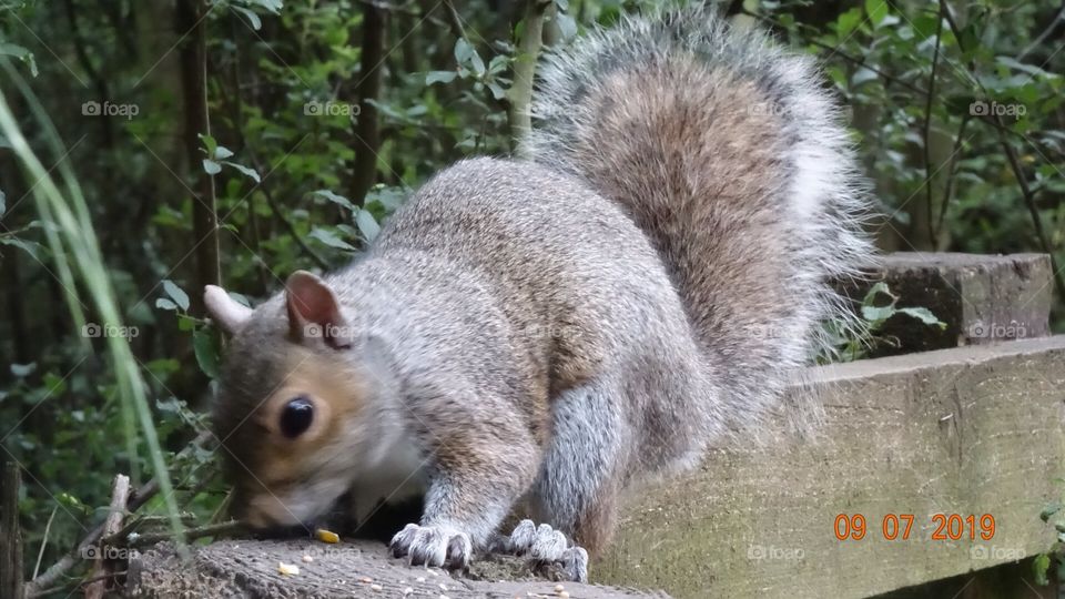 Squirrel 
