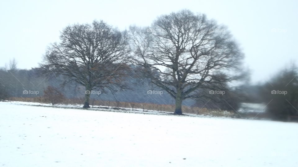 Trees In The Snow