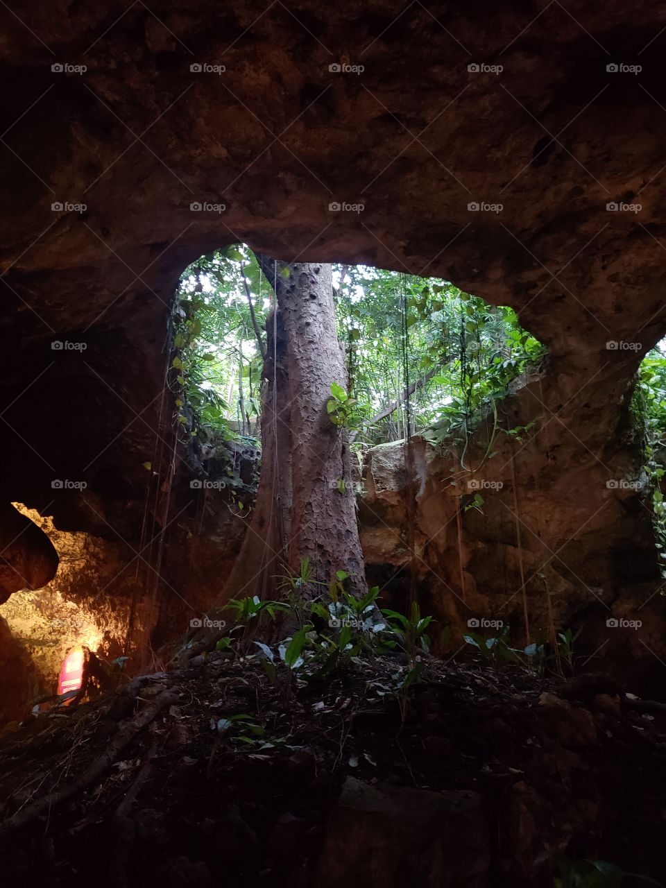 Cave with tree, Solidaridad Mexico