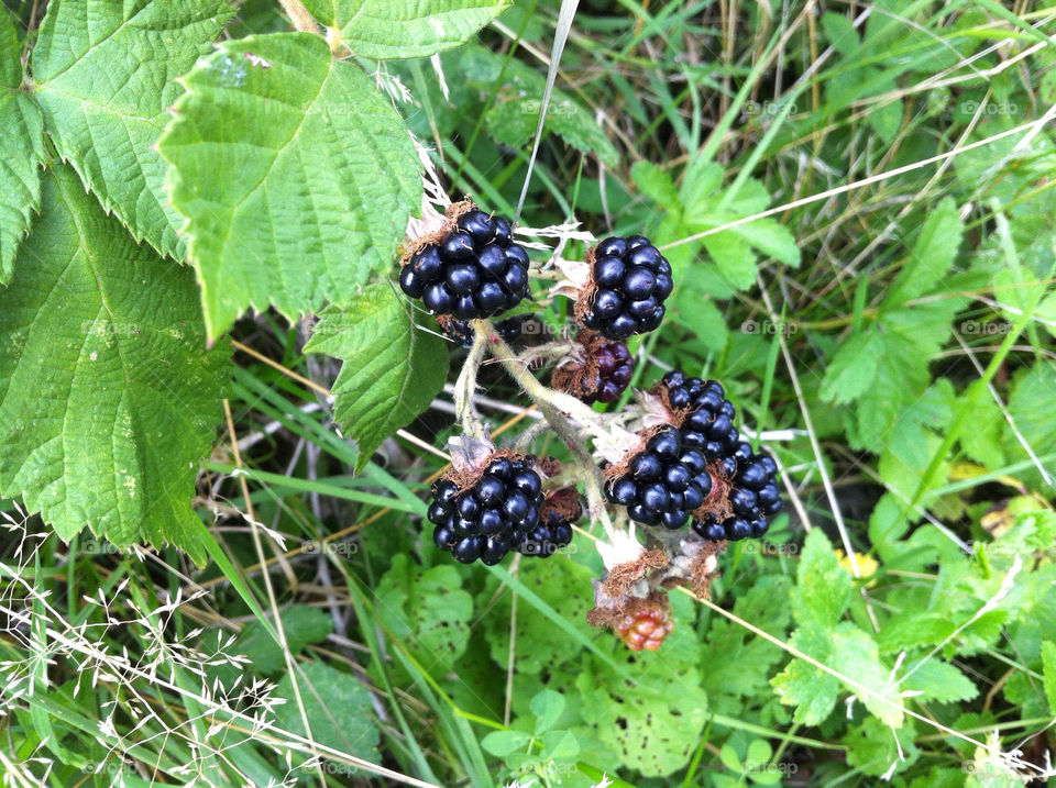 malmö sweden nature black by xixxi