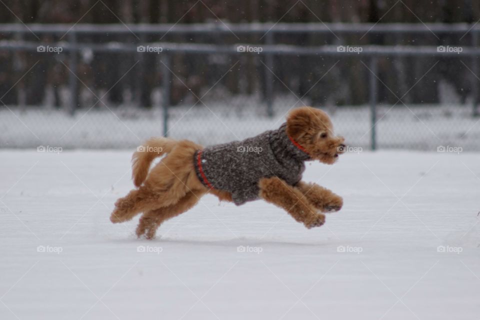 Puppy Playtime