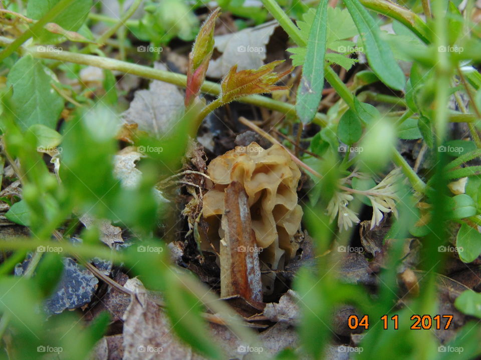 morel mushroom