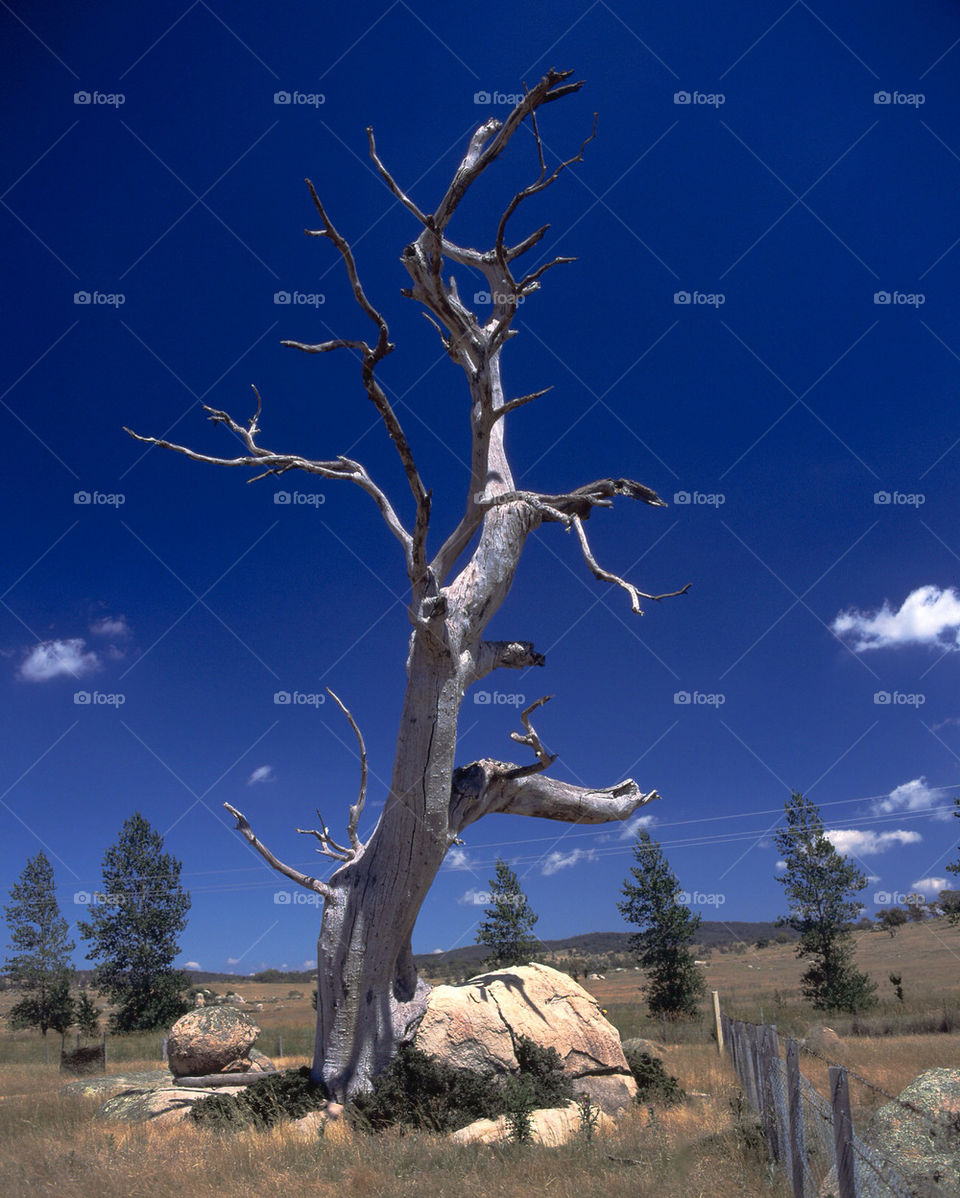 nature tree sunny rocks by splicanka