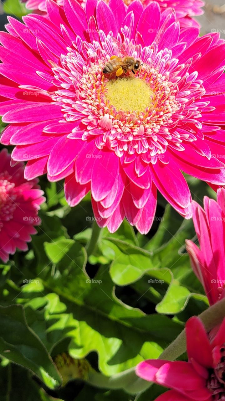 Bright happy pink Gerber Daisy flowers with yellow centers and white tipped petals, with a honey bee flying above it in the summer sun