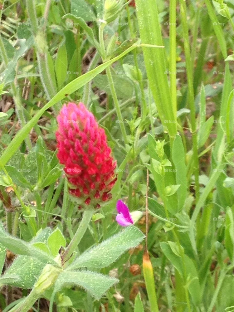Close up red clover