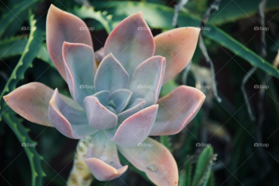 Succulent in the garden 