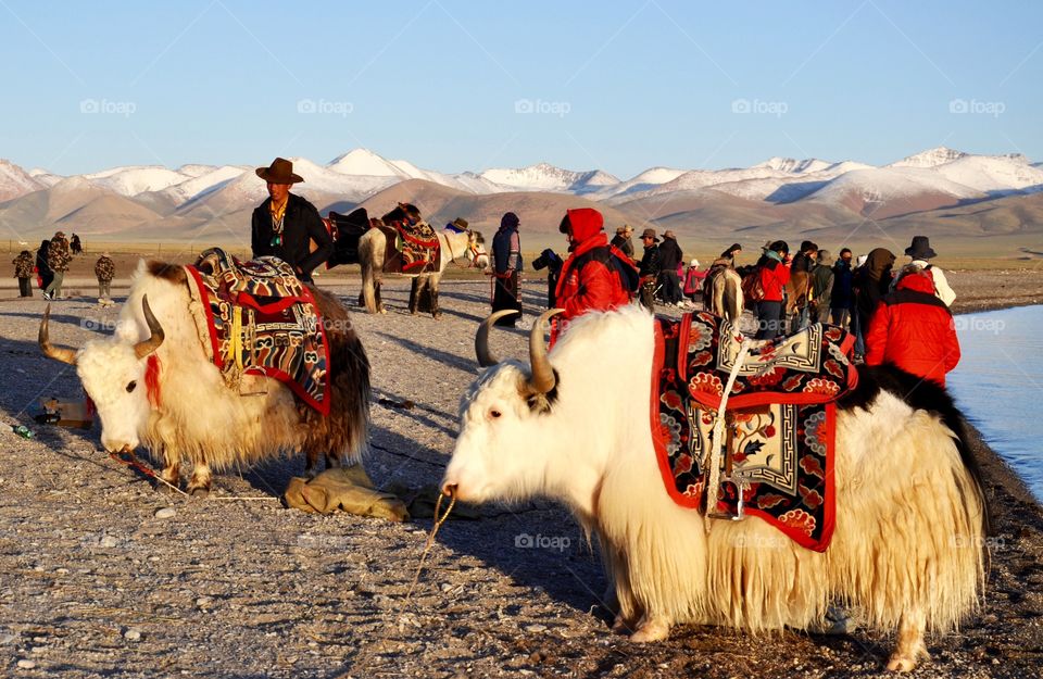 Yaks and Tibetan people near the Namtso lake in Tibet 