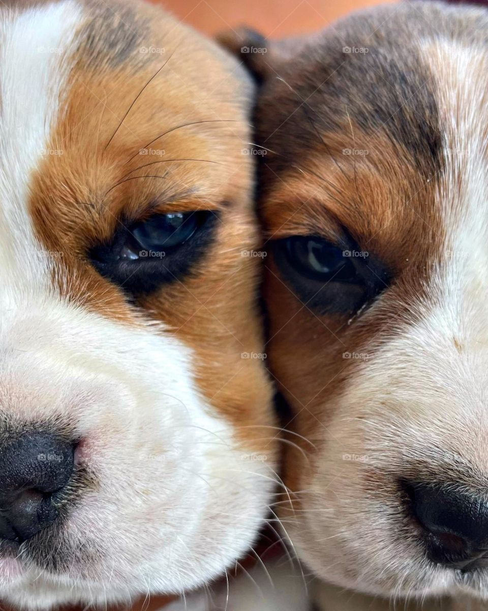 Dogs do speak, but only to those who know how to listen.