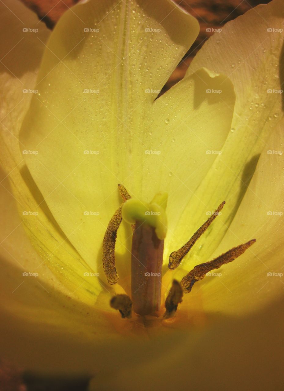 Macro of a yellow tulip