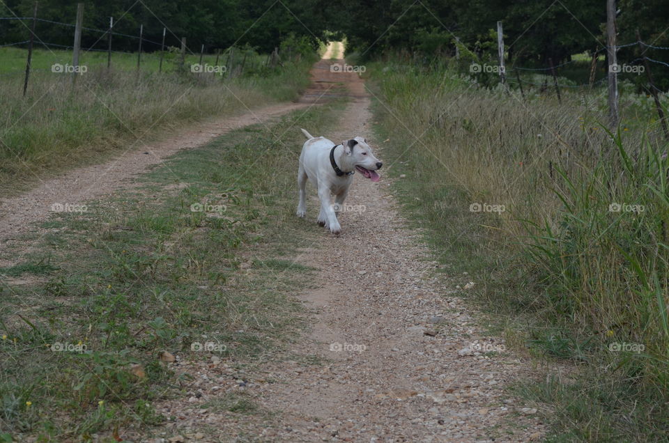 Our dog sweet pea walking down a country dirt road on the farm.