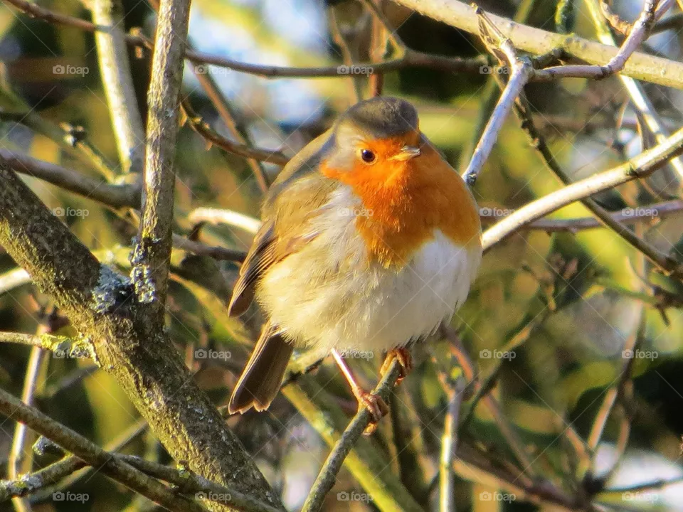 Beautiful bird 