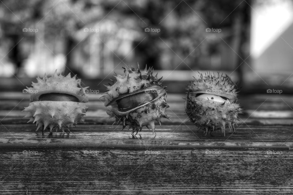 Nature, Bird, No Person, Wood, Group