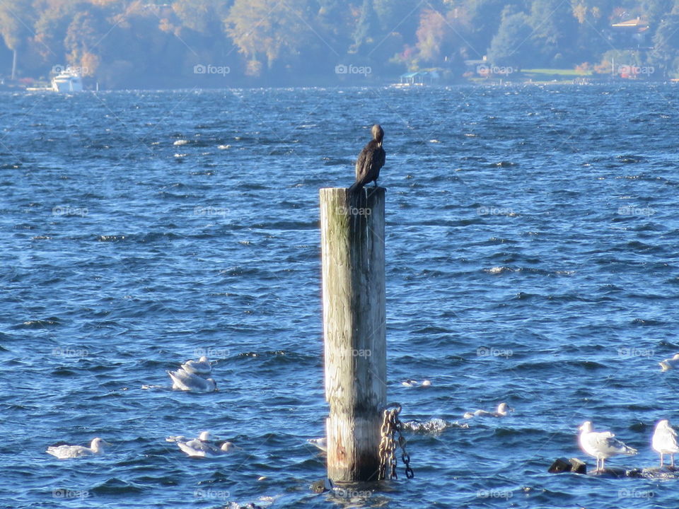 bird standing watch