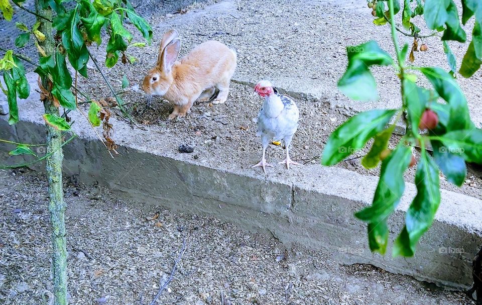 Rabbit and chicken