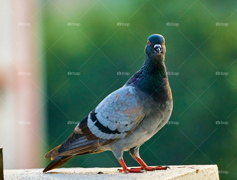 Bird Photography - Dove - curious look