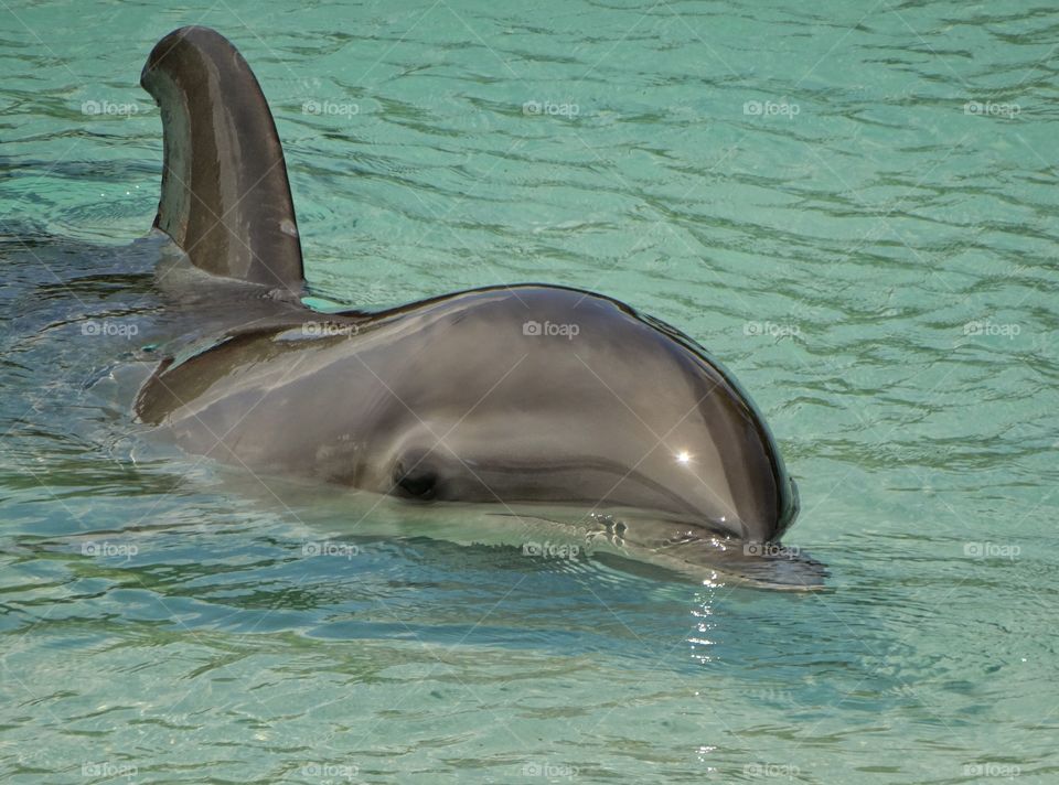 Bottlenose Dolphin
