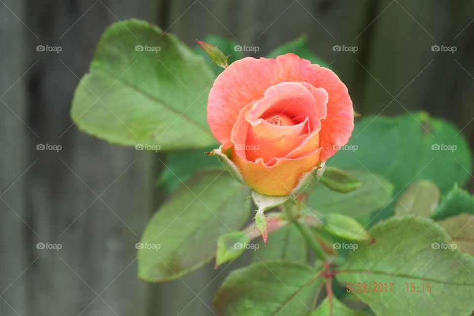Peach blossom rose