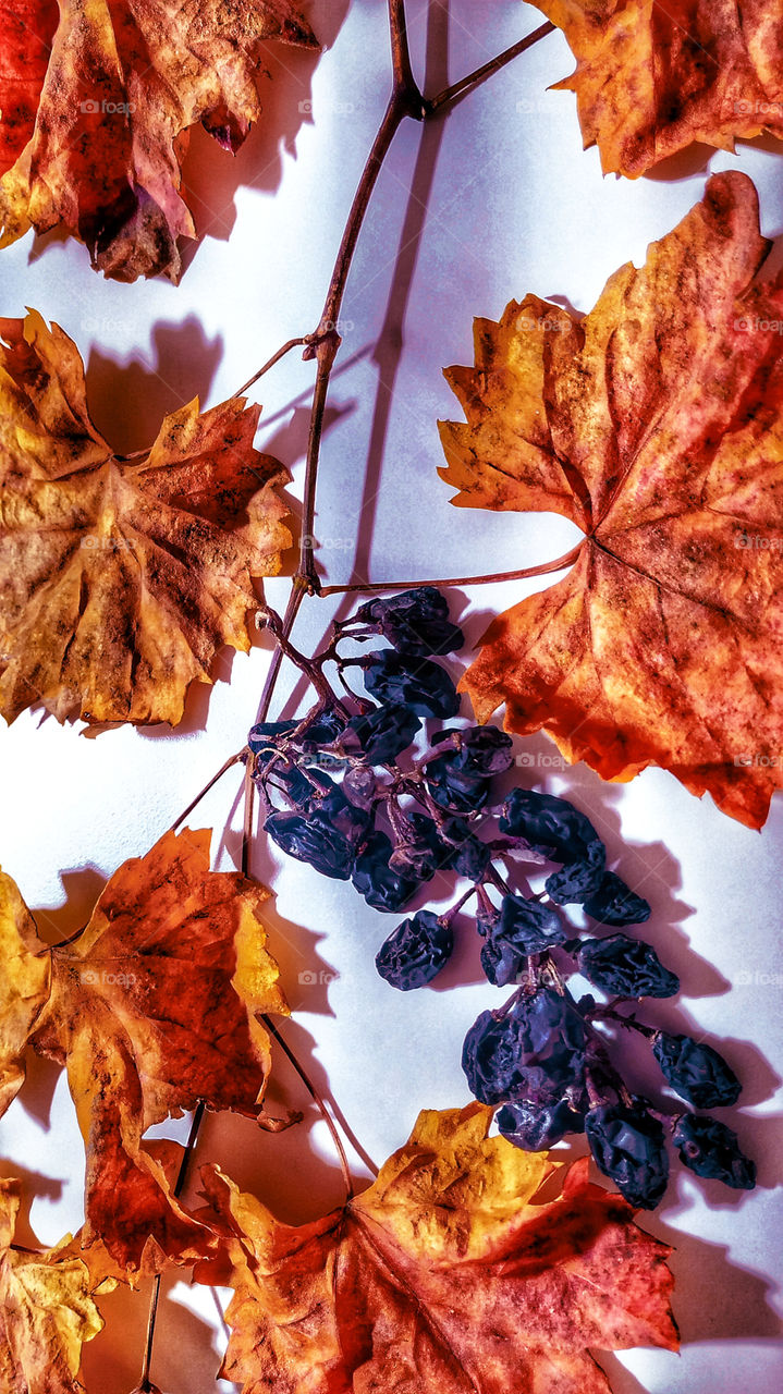 Autumn vine leaves