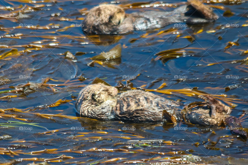 Sleeping otters