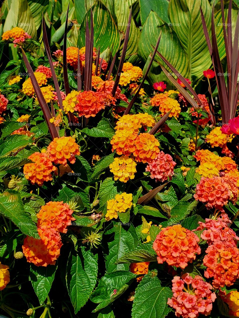 Summer Flowers in the Garden