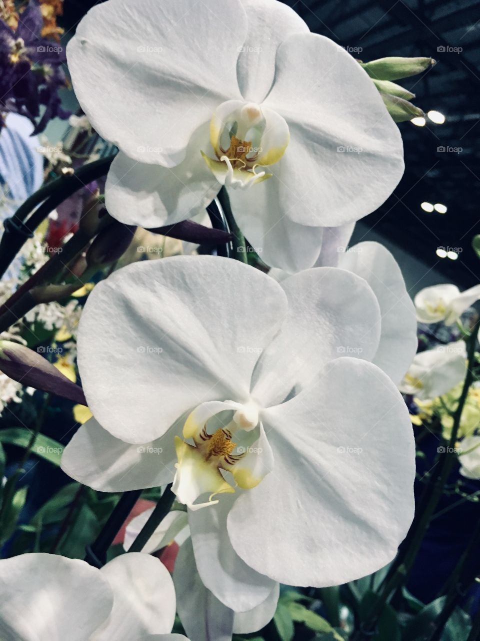 Orchids at the Orange County Convention Center Home show