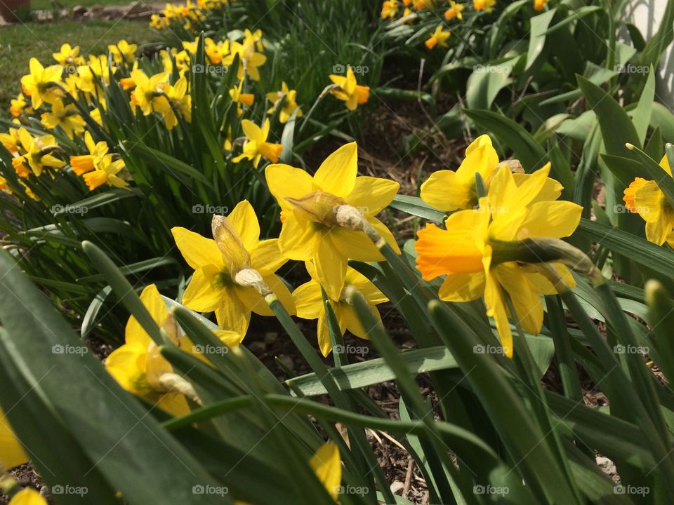 Daffodils