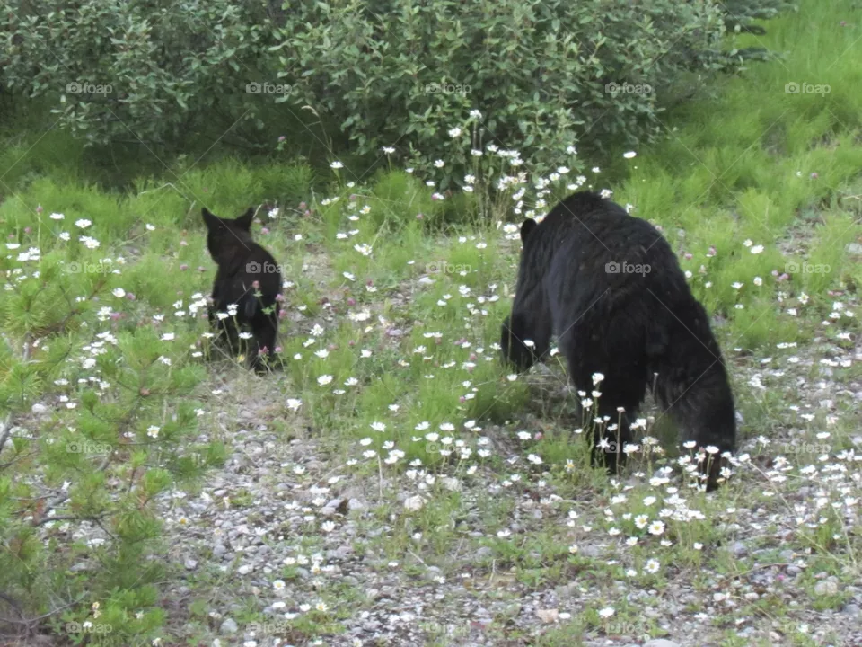 Bears!