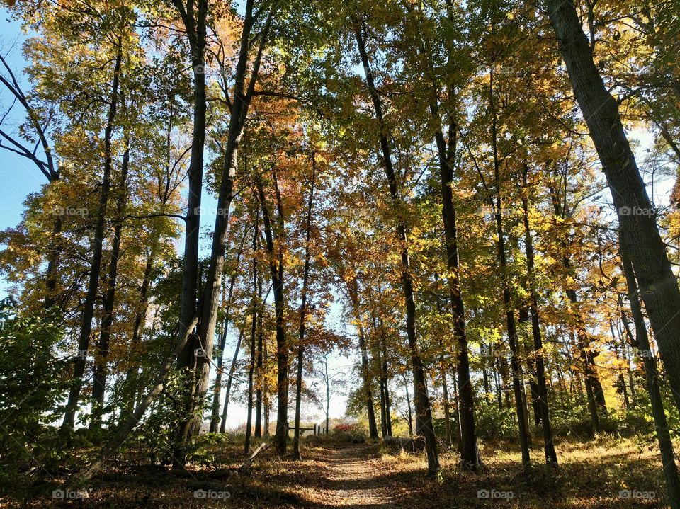 Golden Canopy: A tranquil forest scene captured from below, highlighting the warm hues of autumn leaves against a bright blue sky.