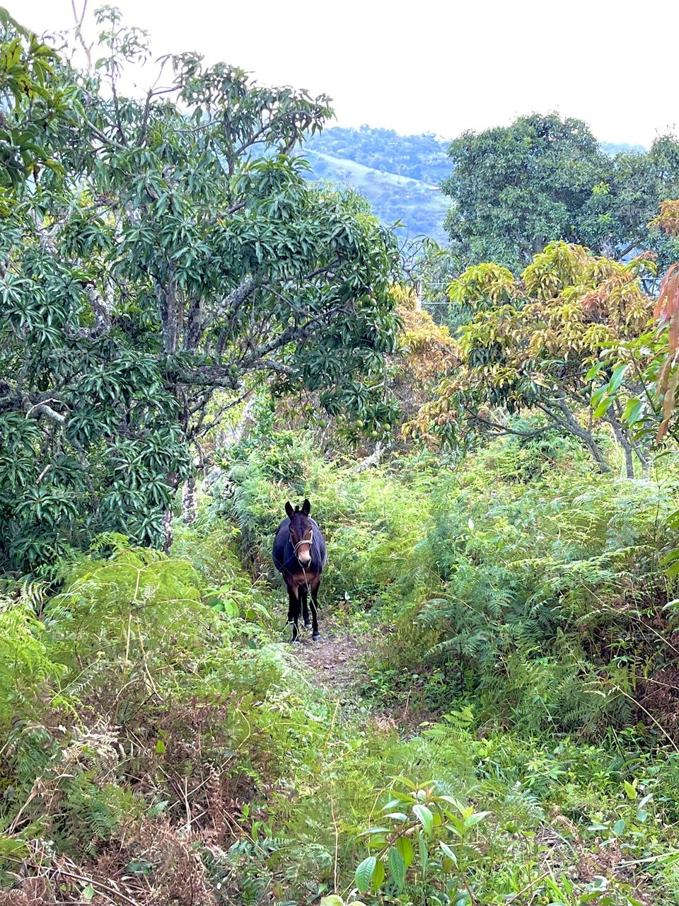 Vacations on the countryside a donkey on the middle of the way